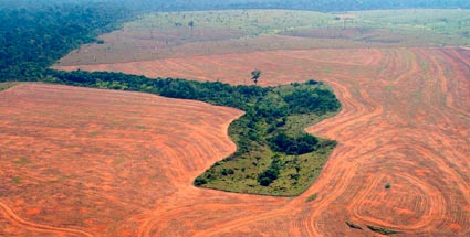 brazilian-amazonian-forest-deforestation
