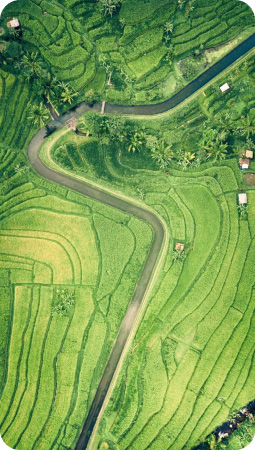 green rice field | eco -friendly bags | À propos de Direct Imex